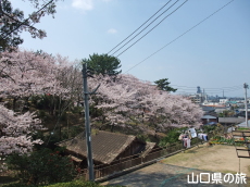 若山公園の桜