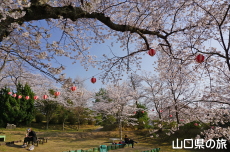 若山公園の桜