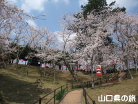 若山公園の桜
