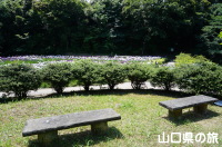 物見山総合公園の花菖蒲園