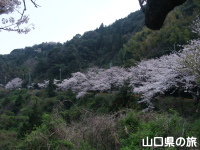 五条千本桜