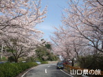 五条千本桜