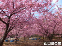 小積の河津桜