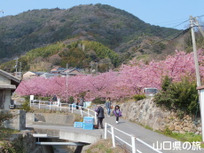 小積の河津桜