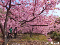 小積の河津桜