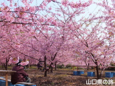 小積の河津桜