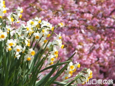 小積の河津桜と水仙