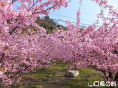 小積の河津桜