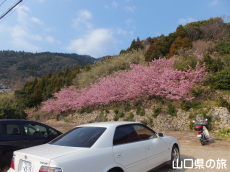 小積の河津桜