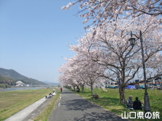 �؉��색�u���o�[�p�[�N�̍�����