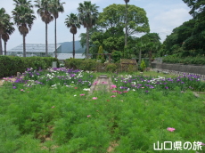 花菖蒲とコスモス