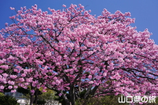 ���֎s���|�Z���^�[�̑劦��