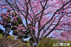 ���֎s���|�Z���^�[�̑劦��