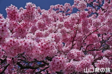 ���֎s���|�Z���^�[�̑劦��