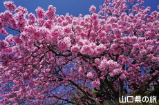 ���֎s���|�Z���^�[�̑劦��