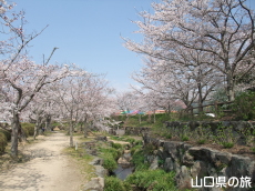 東行庵の桜