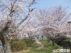 東行庵の桜