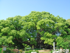 川棚のクスの森
