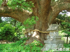 川棚のクスの森