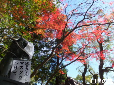 ̃}XN(Zg_)