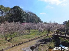 東行庵の梅