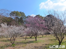 東行庵の梅