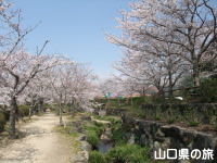 東行庵の桜