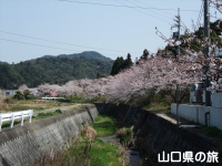 東行庵の桜