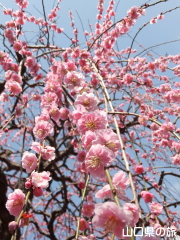 枝垂れ梅
