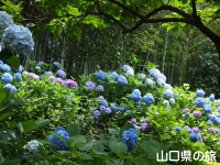 長府庭園の紫陽花