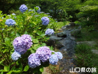 長府庭園の紫陽花
