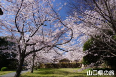 関見台公園の桜
