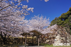 �֌�������̍�