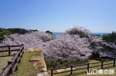 関見台公園の桜