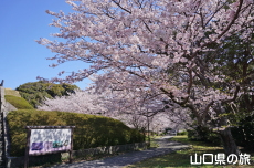 関見台公園の桜