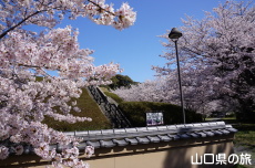 関見台公園の桜