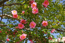 ���s���̎R����