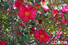東行庵の山茶花