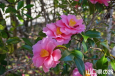 東行庵の山茶花