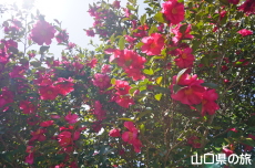 ���s���̎R����