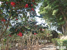 下関市園芸センターのツバキ園