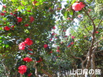 ���֎s���|�Z���^�[�̃c�o�L��
