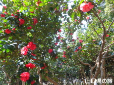 下関市園芸センターのツバキ園