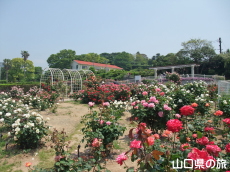 下関市園芸センターのバラ園