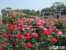 下関市園芸センターのバラ園