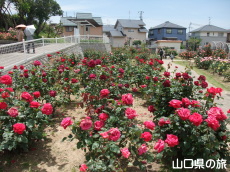 下関市園芸センターのバラ園