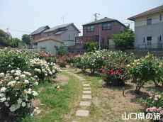 下関市園芸センターのバラ園