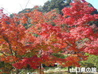 長府庭園の紅葉