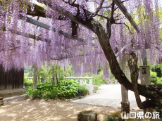 �������̓��I