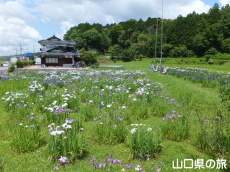 �H�g�����d�̉ԏҊ�